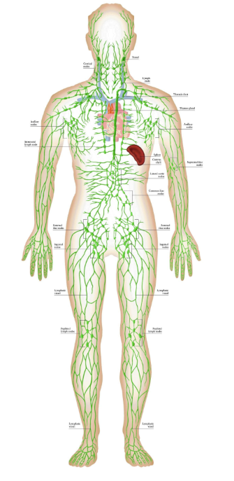 Anatomical diagram showing the lymphatic vessels, lymph nodes, thymus, spleen, and related structures throughout the human body